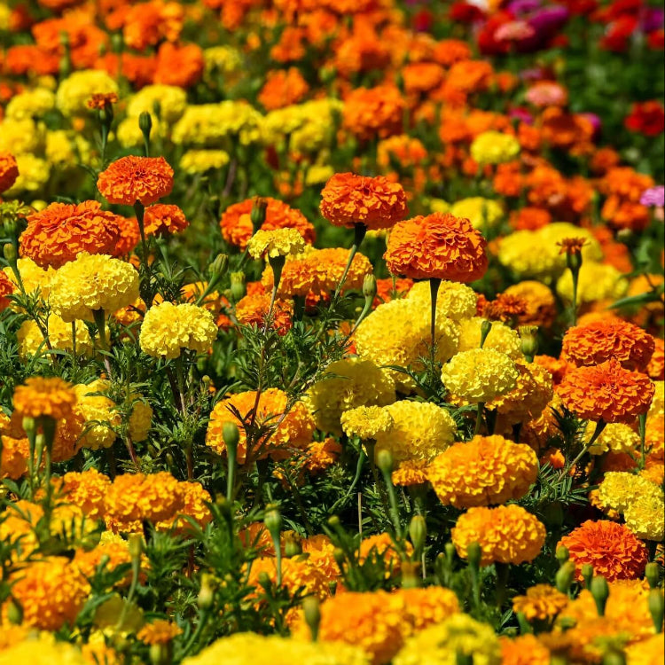 African Mix Marigold Seeds