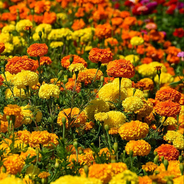African Mix Marigold Seeds