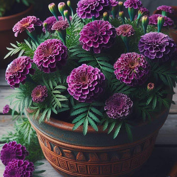 African Purple Marigold Seeds