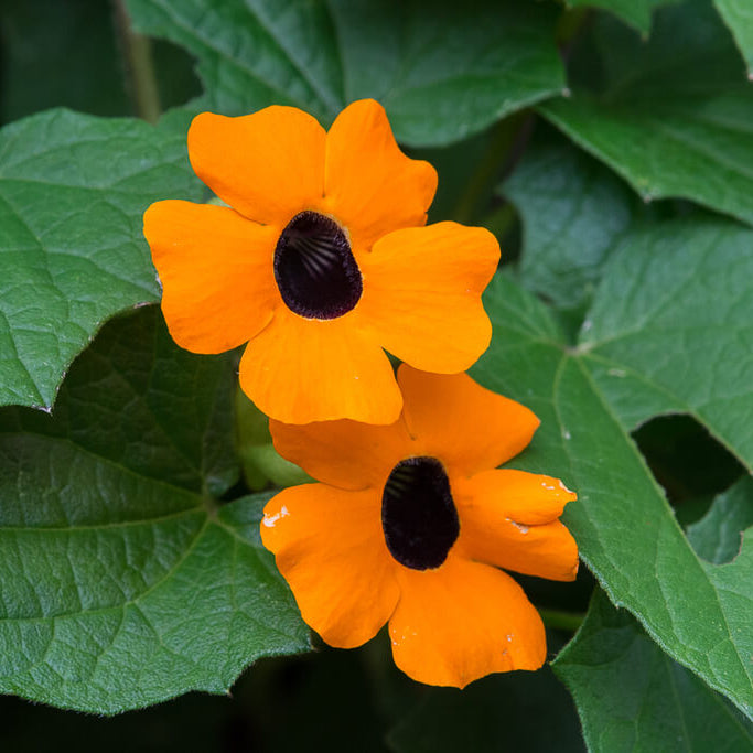 African Sunset Vine Seeds