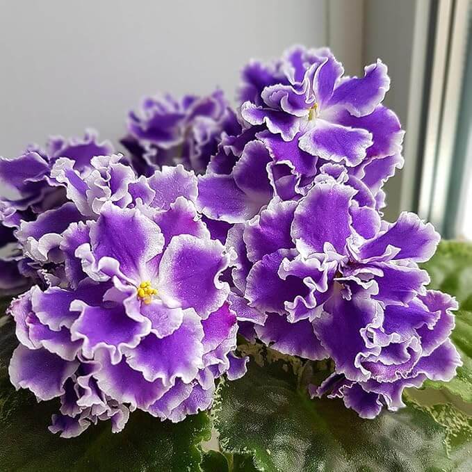 African Violet Seeds – Exotic Purple
