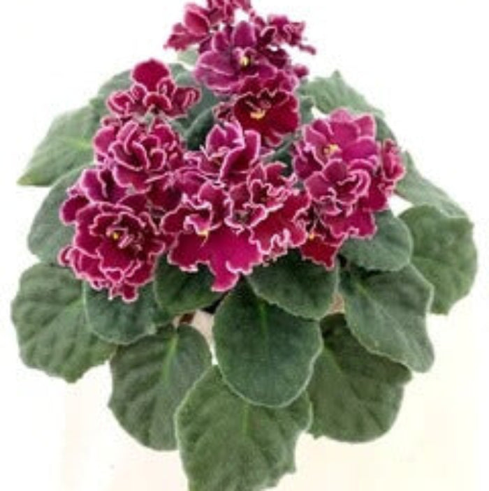 African Violet Seeds – Burgundy Saintpaulia