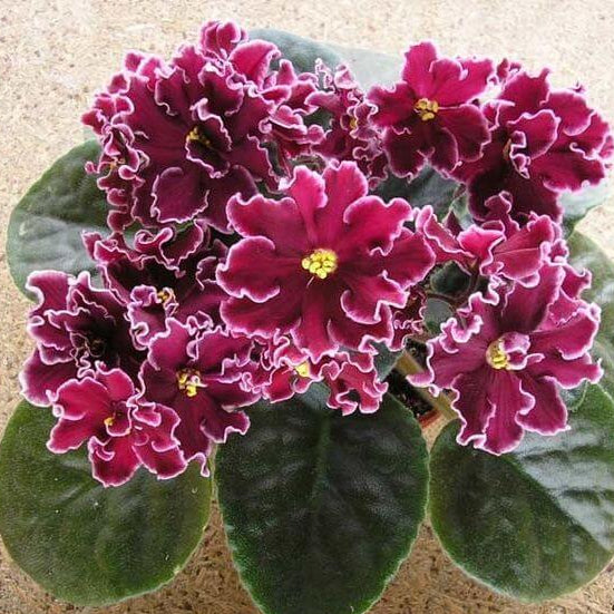 African Violet Seeds – Burgundy Saintpaulia