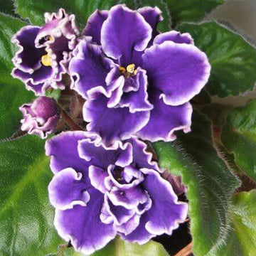 African Violet Seeds – Exotic Purple
