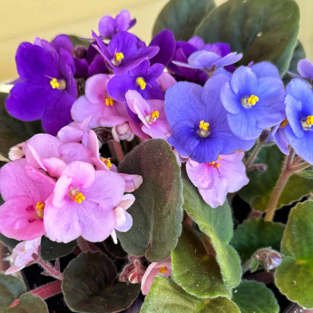 African Violet Seeds – Mixed Colors
