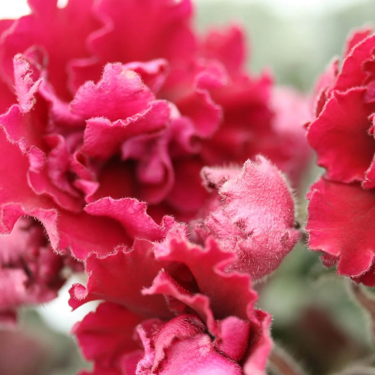 African Violet Seeds – Red Saintpaulia