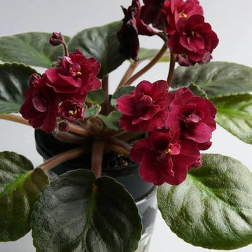 African Violet Seeds – Red Saintpaulia