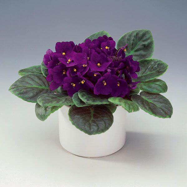 African Violet Seeds – Saintpaulia
