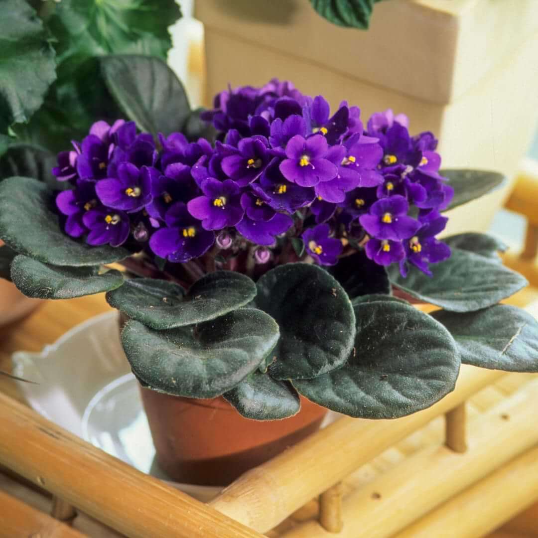 African Violet Seeds – Saintpaulia
