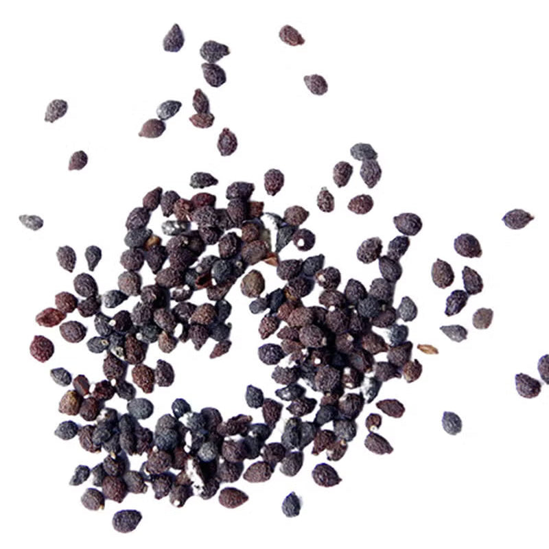 African Violet Seeds
