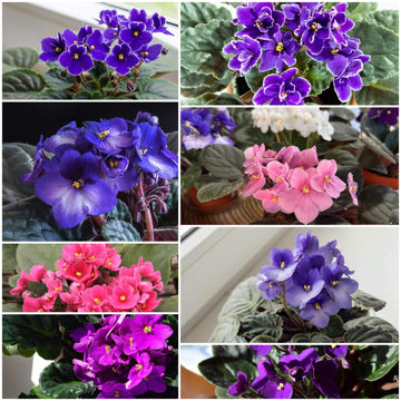 African Violet Seeds