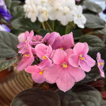 African Violet Seeds