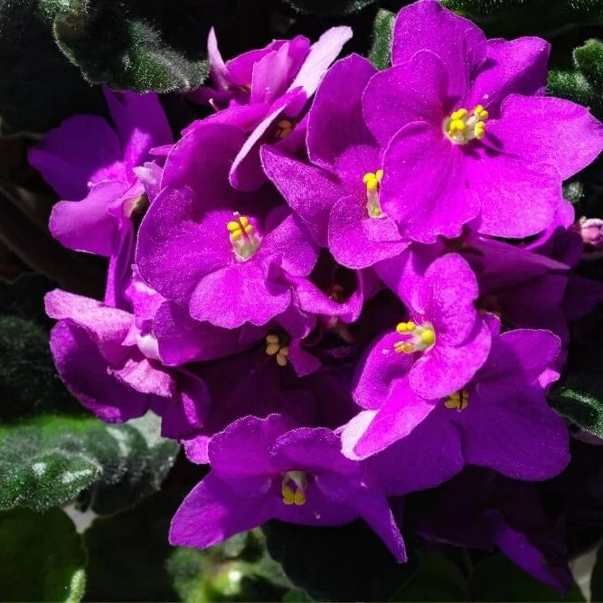 African Violet Seeds