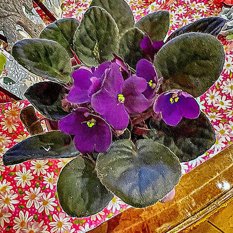African Violet Seeds – Violet