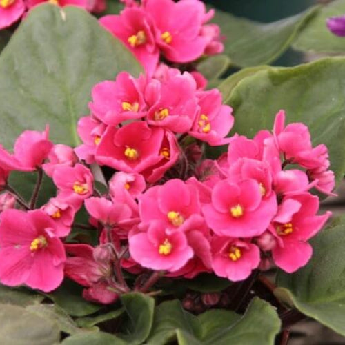 African Violet Seeds