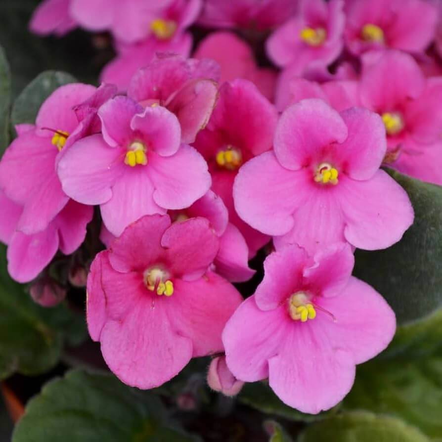 African Violet Seeds – Pink