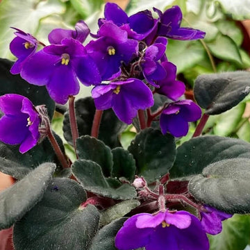 African Violet Seeds – Violet
