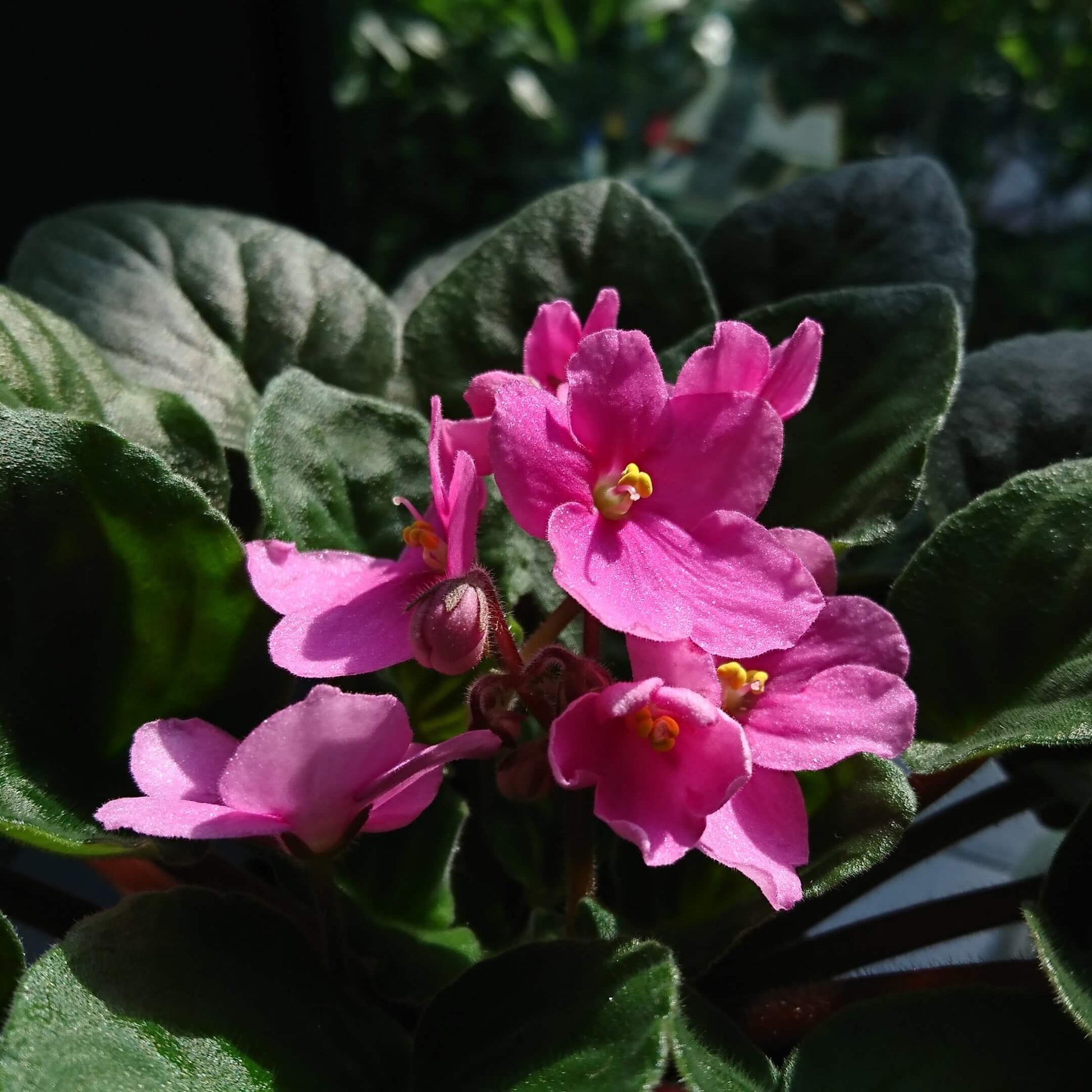 African Violet Seeds – Pink