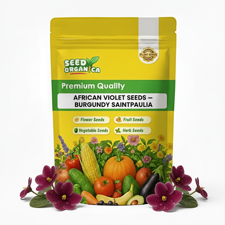 African Violet Seeds – Burgundy Saintpaulia