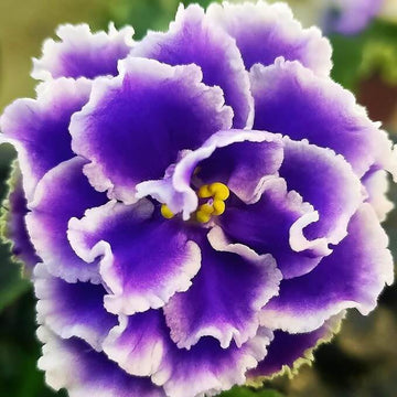 African Violet Seeds – Exotic Purple
