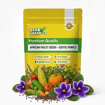 African Violet Seeds – Exotic Purple