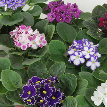 African Violet Seeds – Mixed Colors
