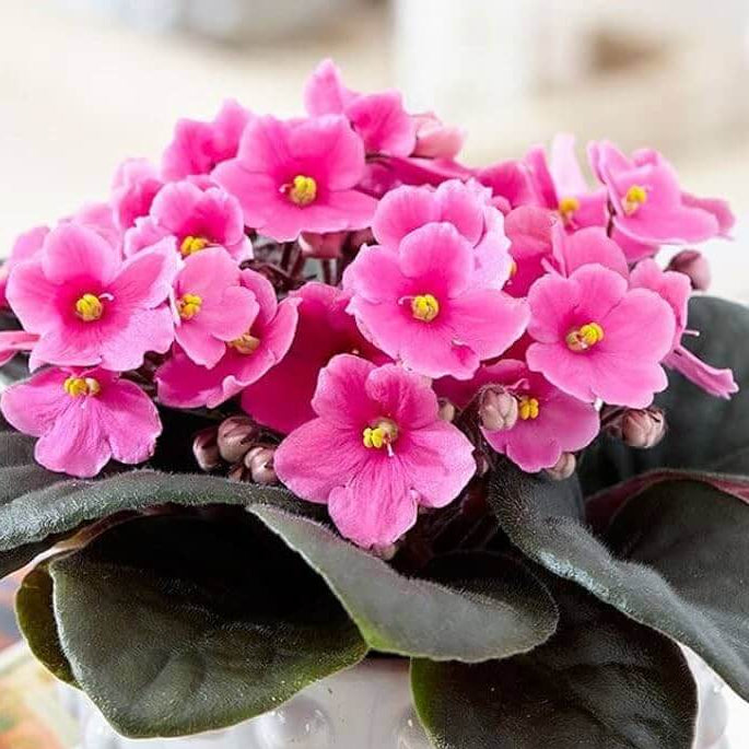 African Violet Seeds – Pink