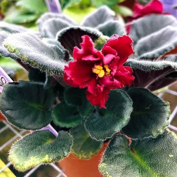 African Violet Seeds – Red Saintpaulia
