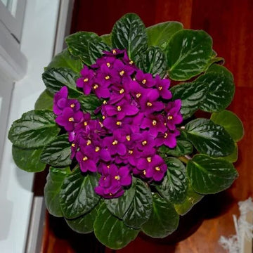 African Violet Seeds – Saintpaulia
