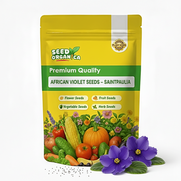 African Violet Seeds – Saintpaulia