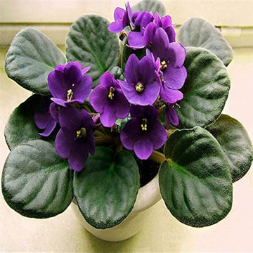 African Violet Seeds – Violet
