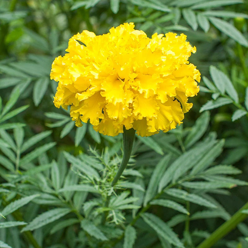 African Yellow Marigold Seeds 