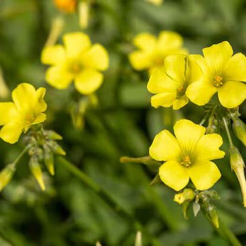 African oxalis seeds