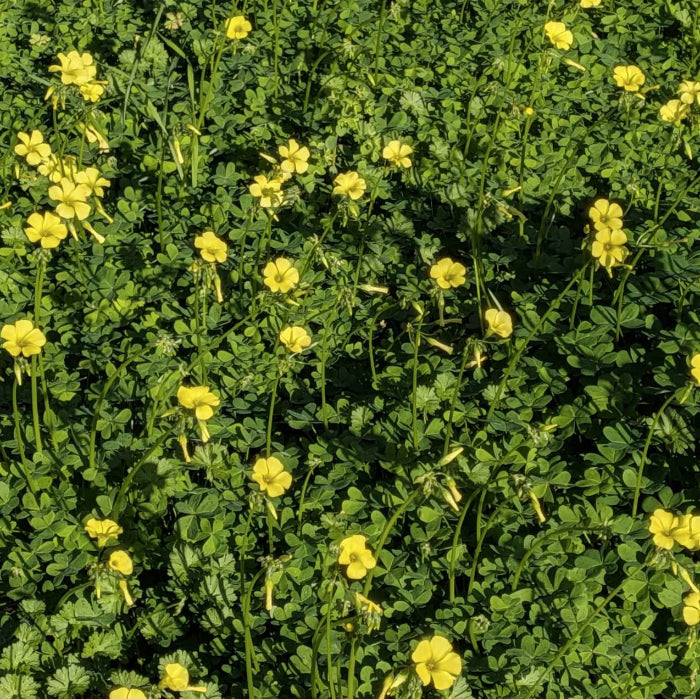 African oxalis seeds