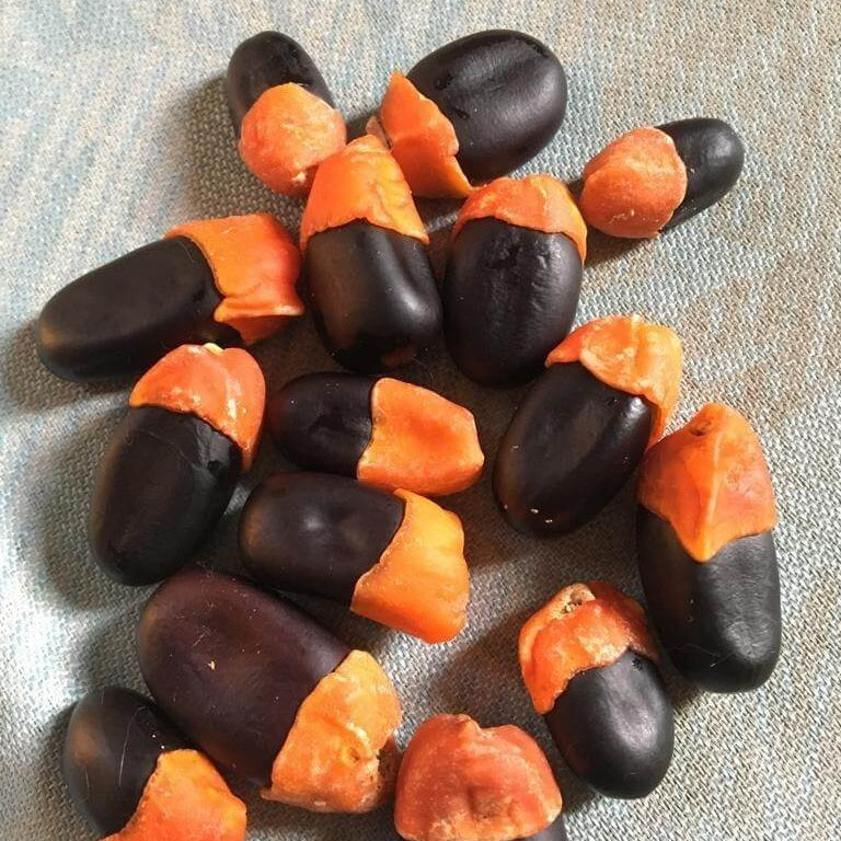 African oxalis seeds