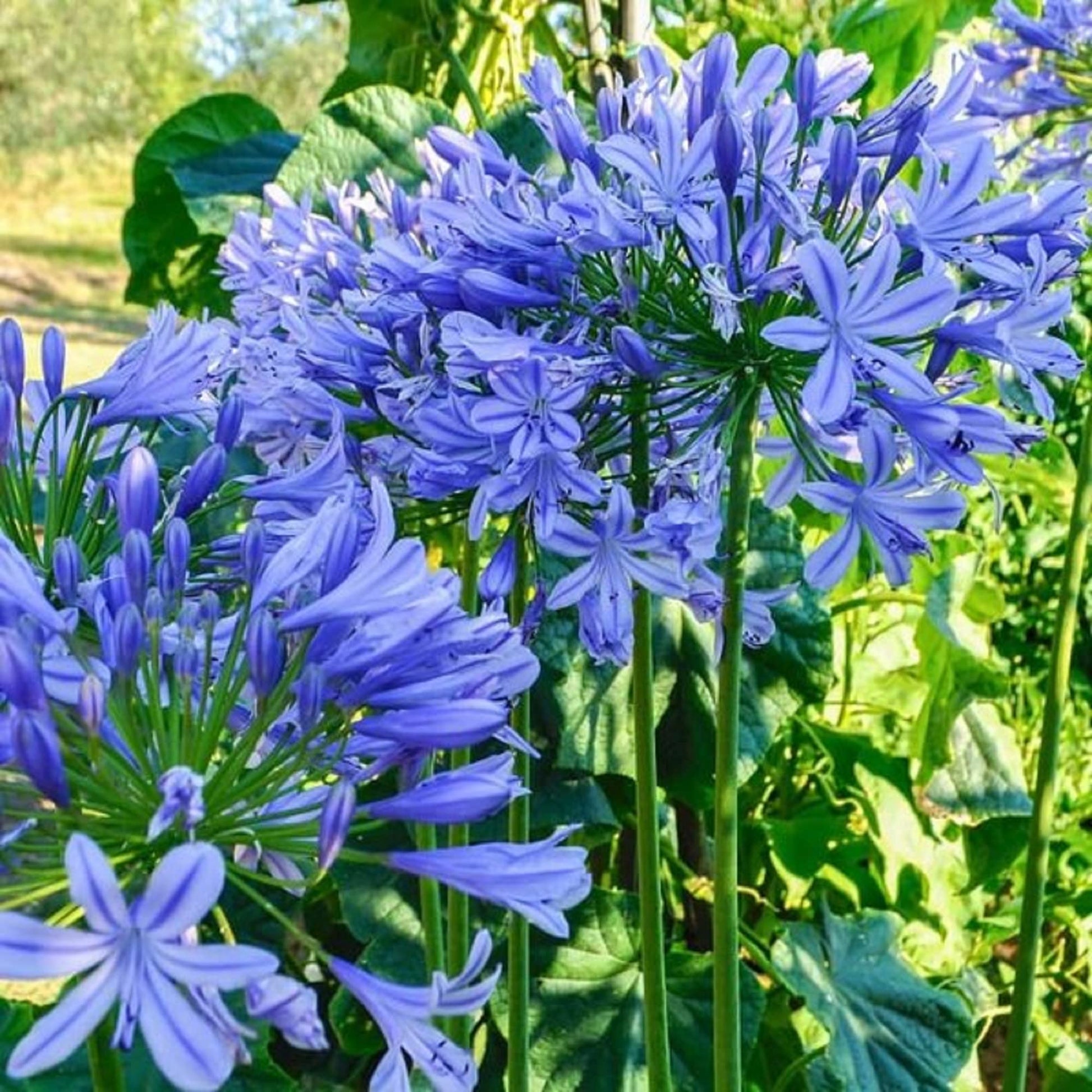 Agapanthus Seeds – African Lily
