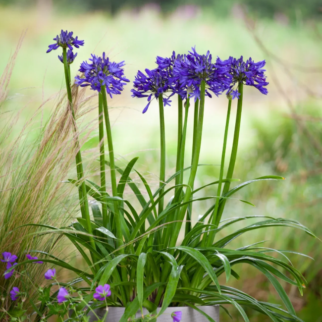 Agapanthus Seeds – African Lily
