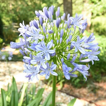 Agapanthus Seeds – Light Blue