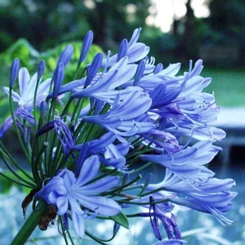 Agapanthus Seeds – Light Blue