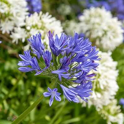 Agapanthus Seeds – Mixed
