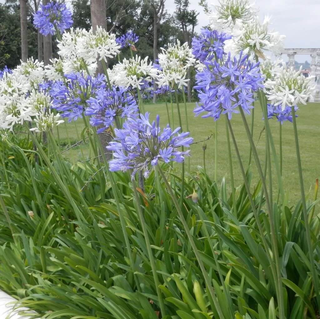 Agapanthus Seeds – Mixed
