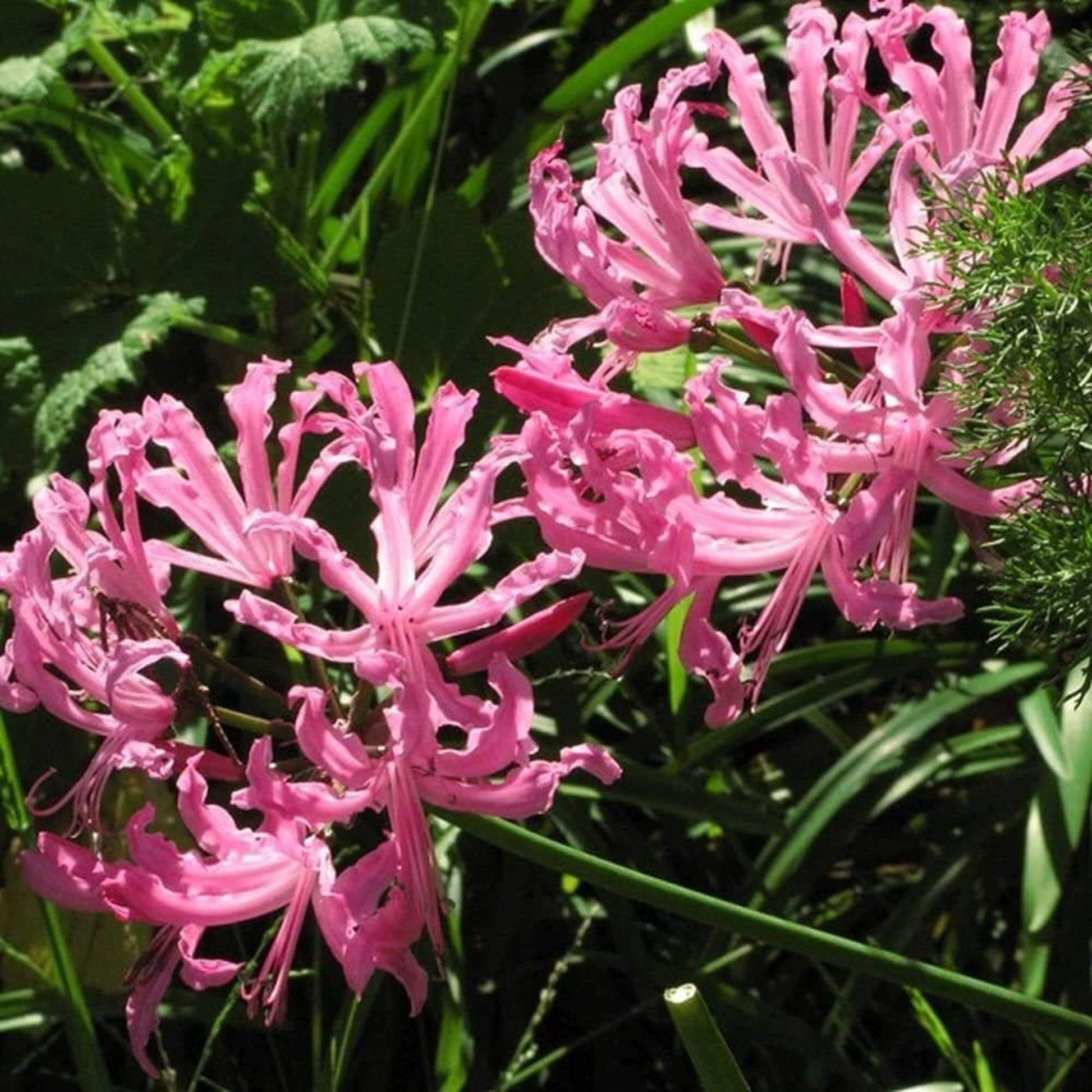 Agapanthus Seeds – Pink African Lily
