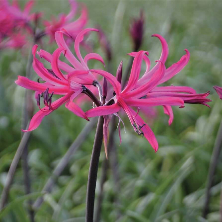Agapanthus Seeds – Pink African Lily
