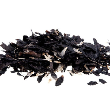 Agapanthus Seeds
