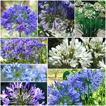 Agapanthus Seeds