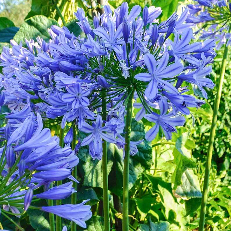Agapanthus Seeds