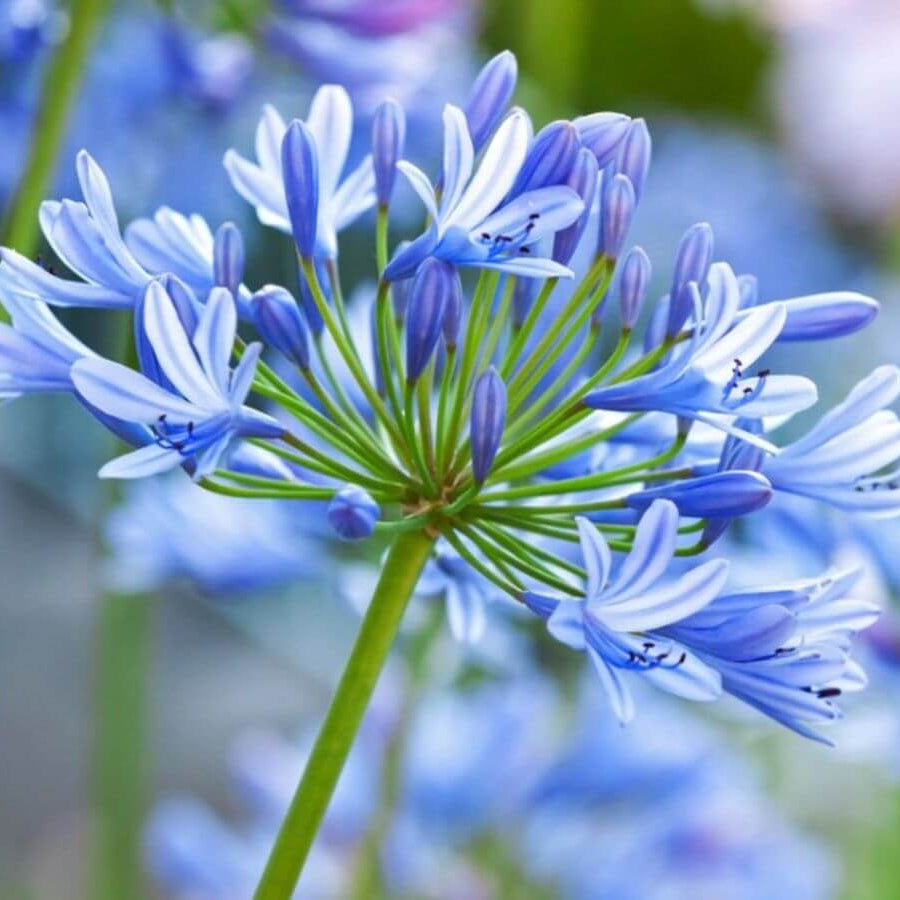 Agapanthus Seeds