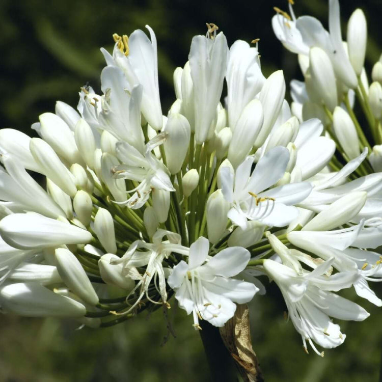 Agapanthus Seeds