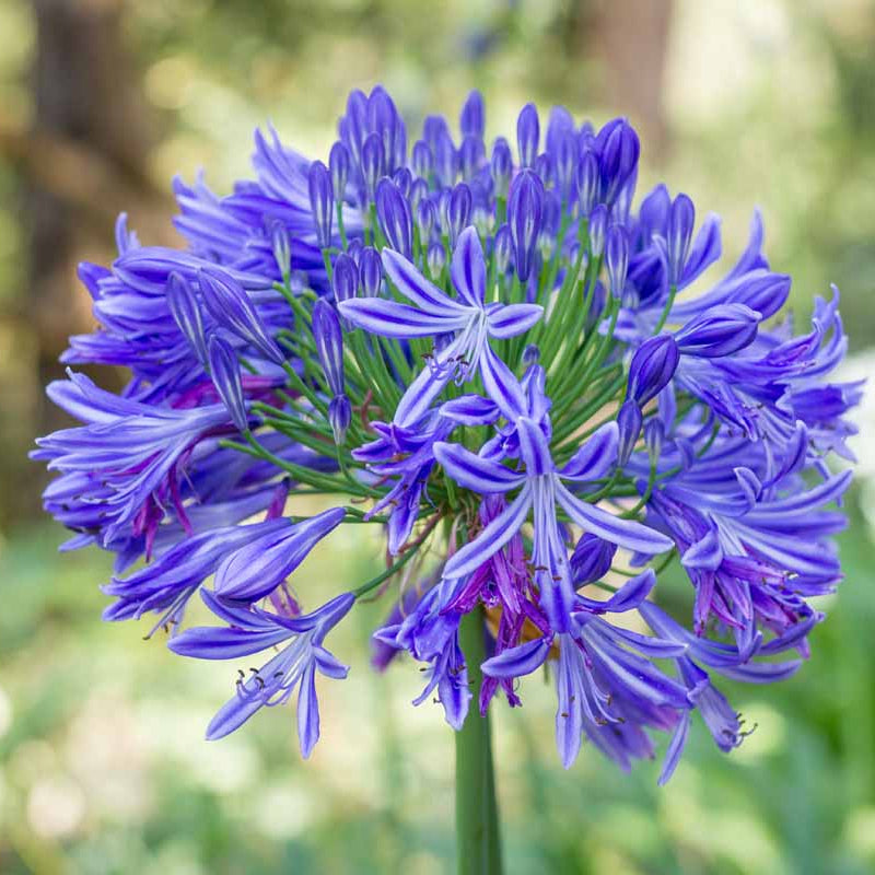 Agapanthus Seeds – African Lily
