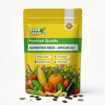Agapanthus Seeds – African Lily
